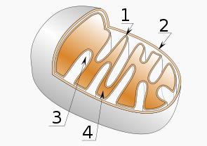 Mitochondria structure